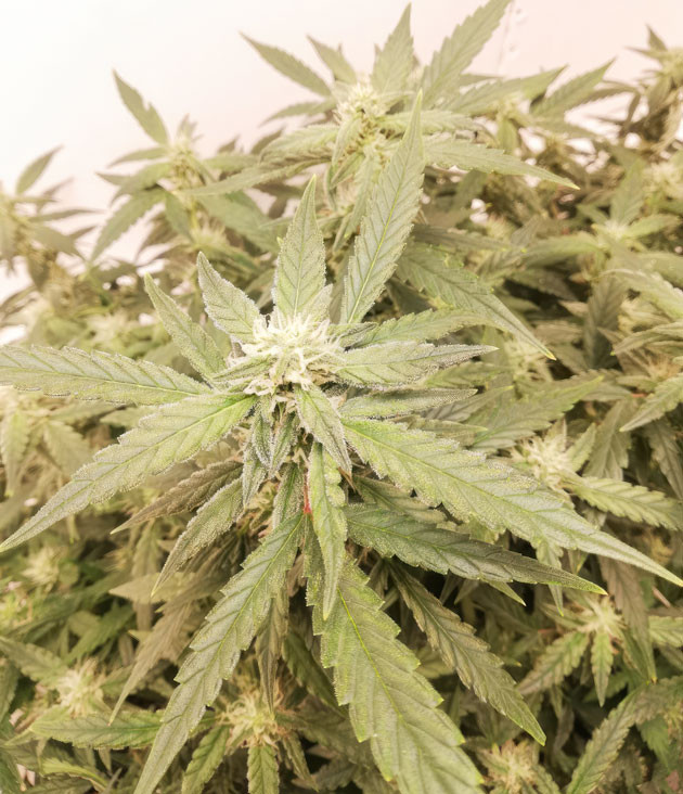 Куст Alpha 21 от AlphaFem Seeds на 8-9 неделе