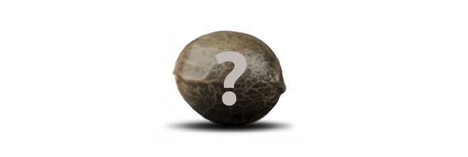 Выращивание неизвестного сорта