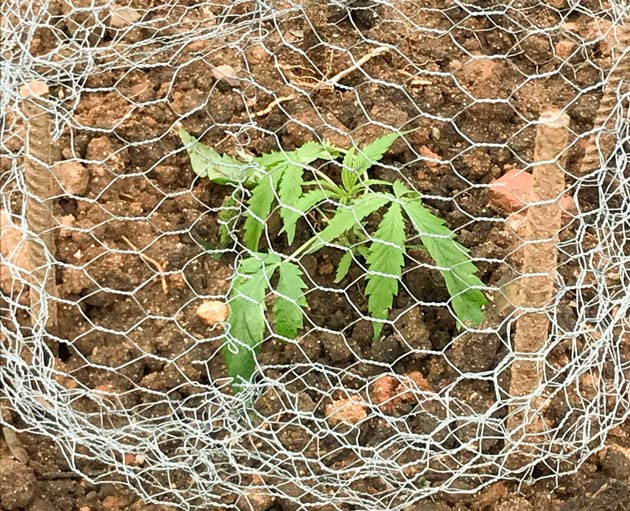 Куст Runtz Muffin от Barney's Farm на 5 неделе