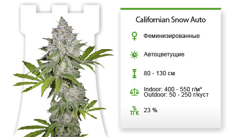 Californian Snow Auto от FastBuds