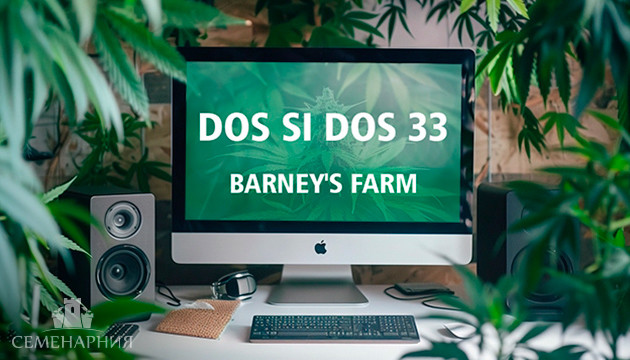 Выращивание сорта Dos Si Dos 33