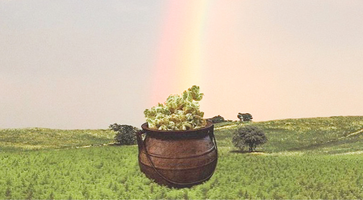 Марихуана в Ирландии