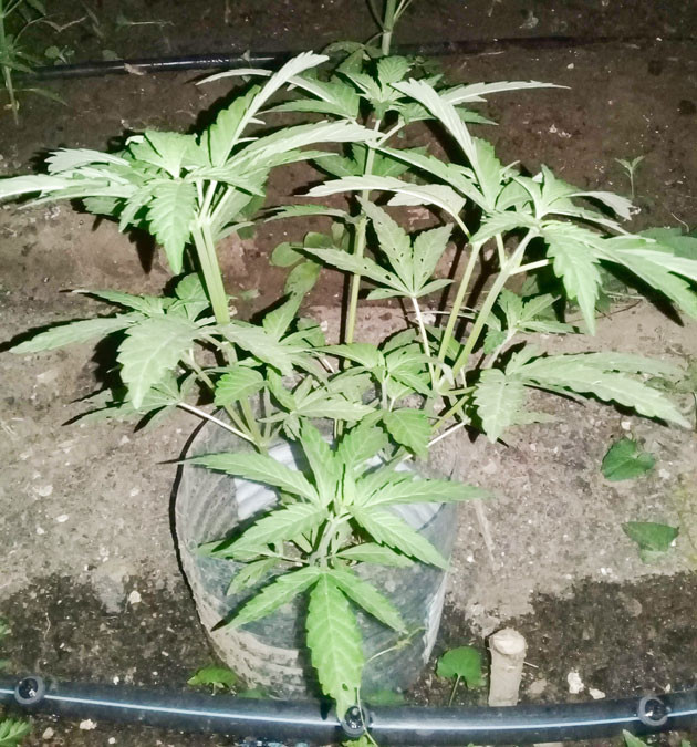 Куст с 6 по 8 неделю