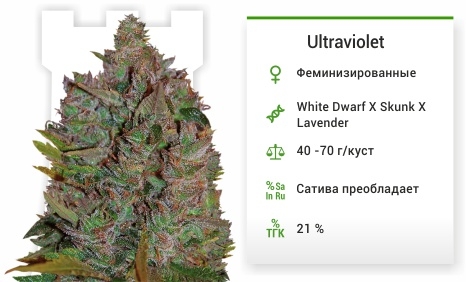 описание сорта Shot adrenaline описание сорта Ultraviolet