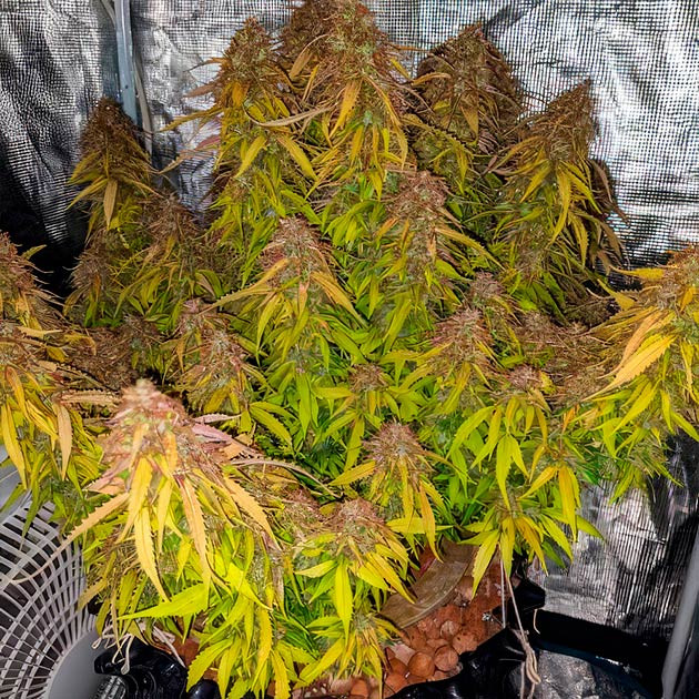 Куст перед харвестом