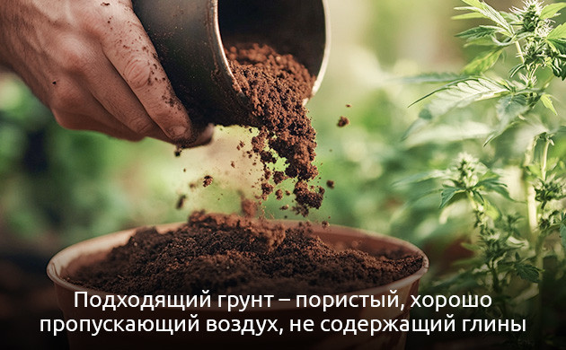 Подходящий грунт для конопли