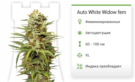 Auto White Widow fem от Dutch Passion