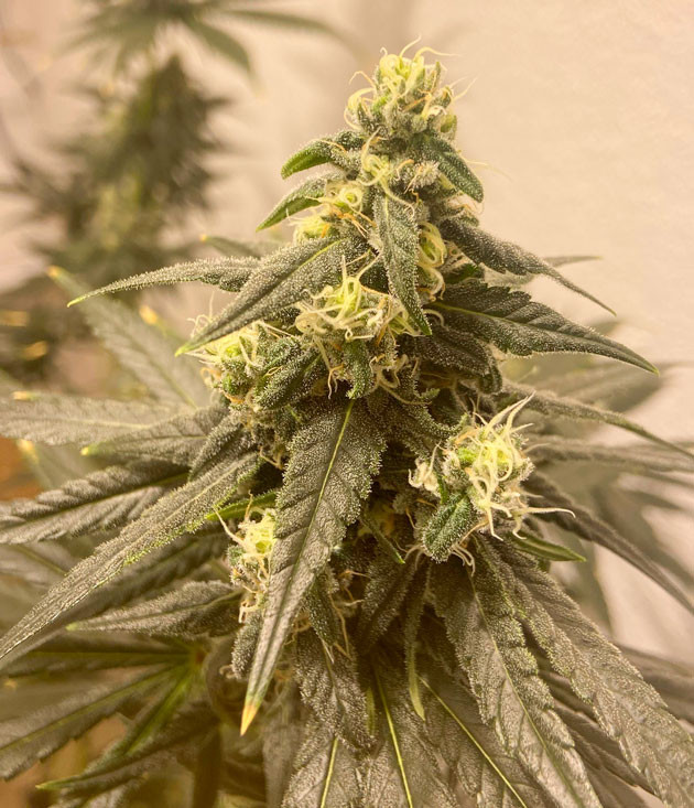 Куст Chemical Bride от Green House Seeds на 9 неделе