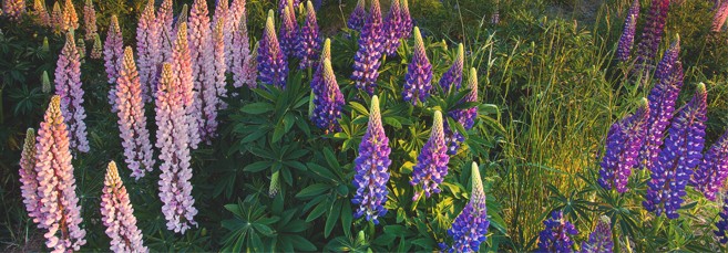 Растение Люпин или волчий боб