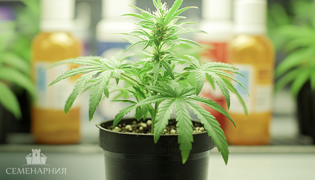 Удобрения для каннабиса