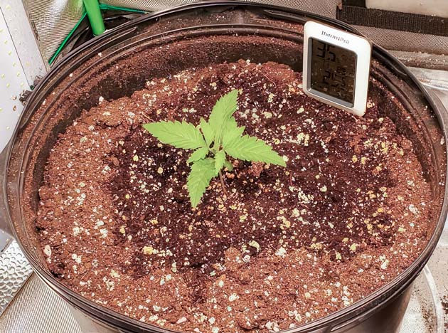 Росток Cafe Racer от Blimburn Seeds на 1-2 неделе