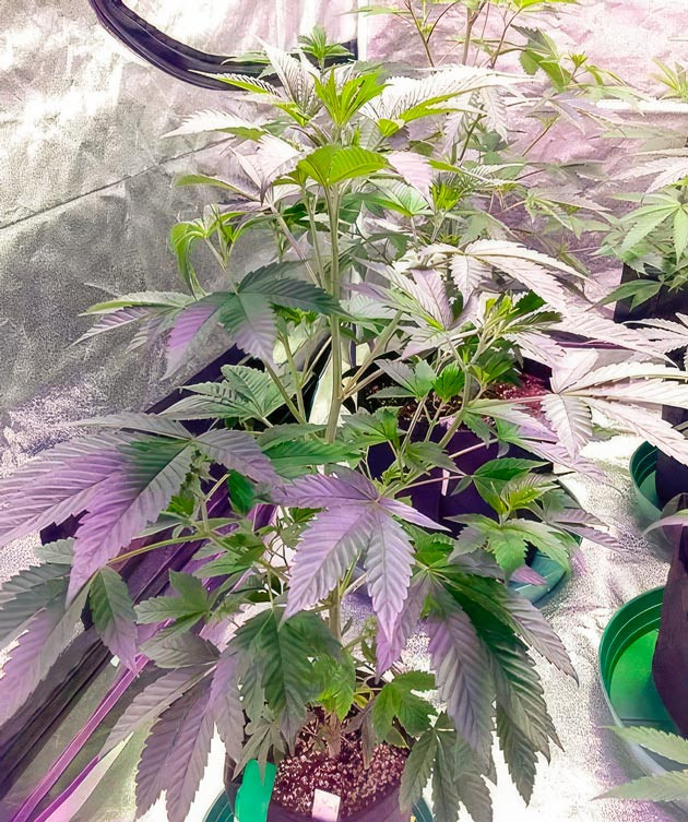 Кусты Vanilla Frosting от Humboldt Seed Company на 9-10 неделе