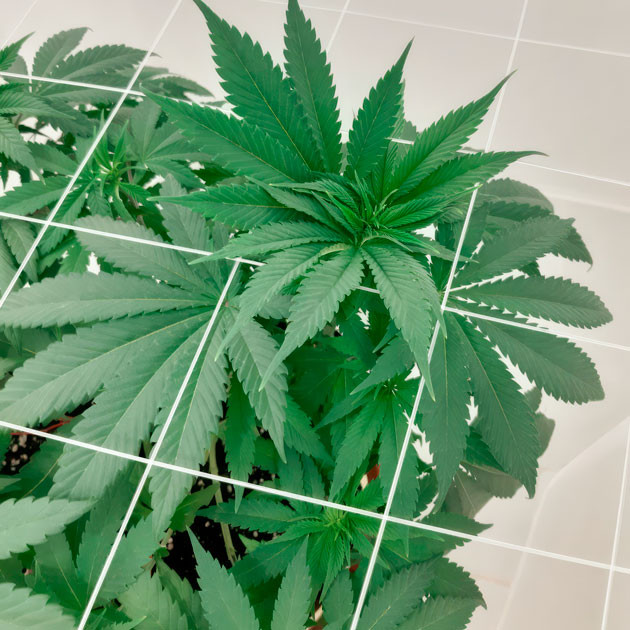 Куст Blackberry Moonrocks от AlphaFem Seeds на 7 неделе