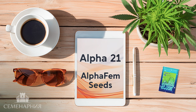Выращивание сорта конопли Alpha 21