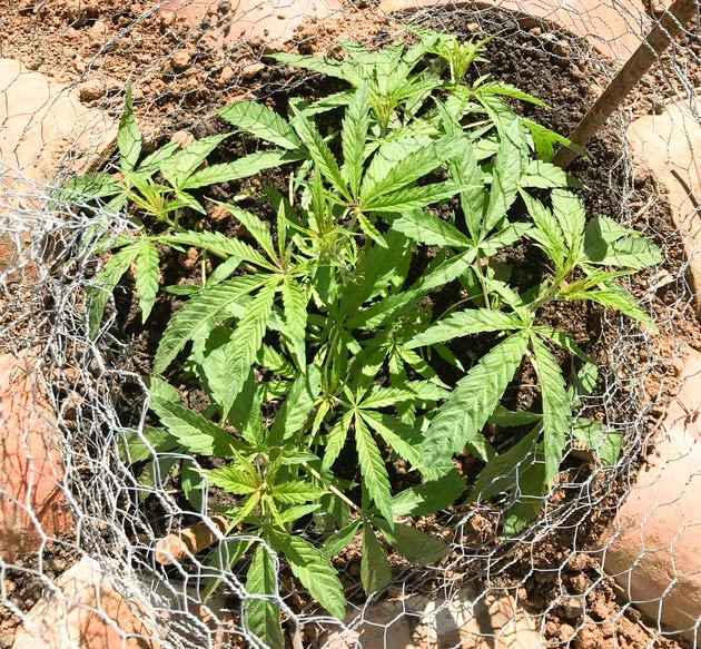 Куст Runtz Muffin от Barney's Farm ростом 25 см