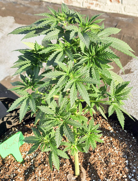 4 неделя выращивания куста Runtz Punch