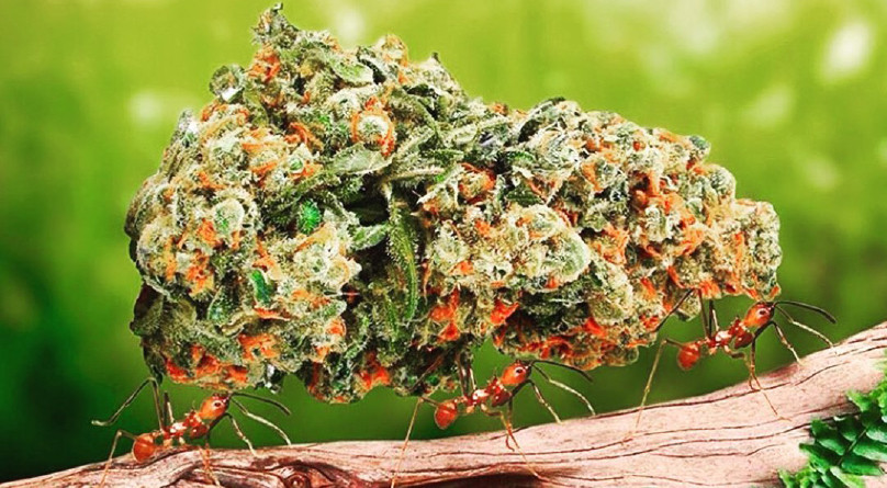 Условия для выращивания больших шишек марихуаны