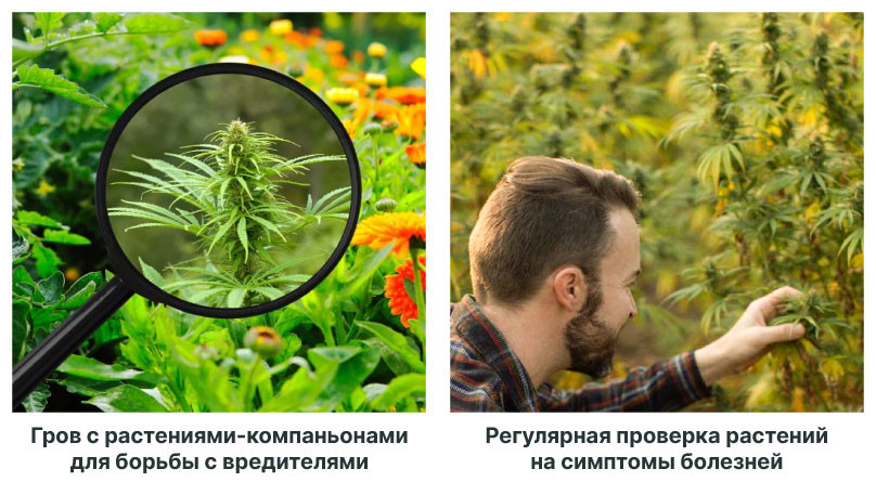 Защита конопли от вредителей в лесу