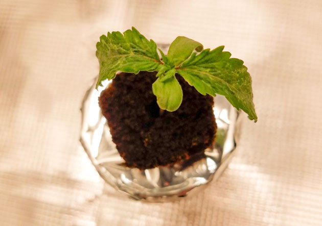 Проращивание семени