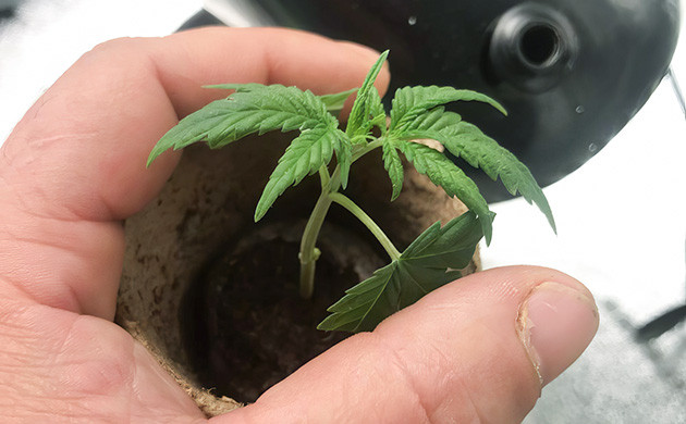 Росток Grandmommy Purple