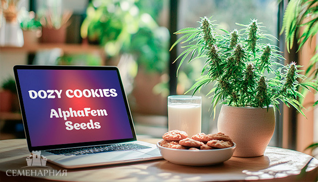 Выращивание сорта марихуаны Dozy Cookies от AlphaFem Seeds