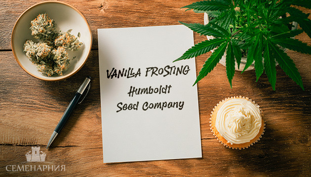 Выращивание сорта марихуаны Vanilla Frosting от Humboldt Seed Company