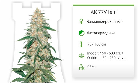 AK-77V от Victory Seeds
