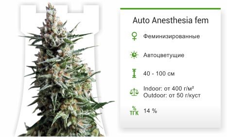 Семена конопли Auto Anesthesia fem (Pyramid Seeds)
