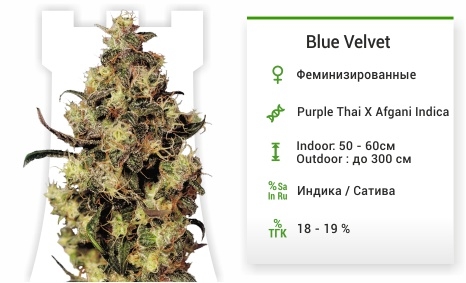 описание сорта Blue Velvet