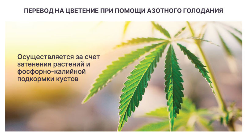 Азотное голодание