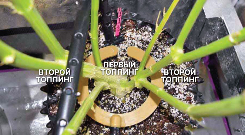 Куст после 3 топпингов