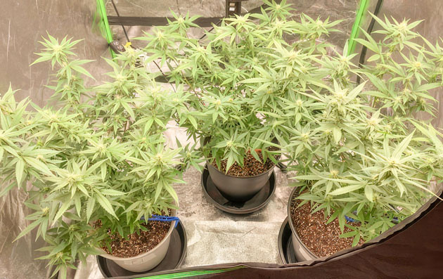 Кусты Blueberry Muffin от Humboldt Seed Company на 11 неделе
