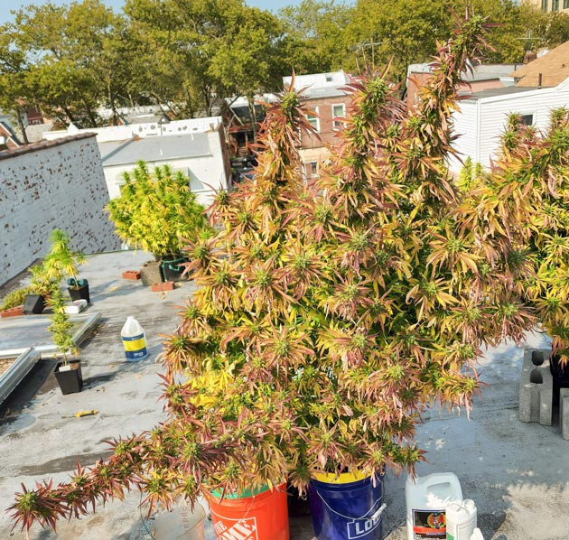 Куст конопли перед харвестом