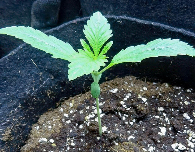 Росток Wedding Cake Auto от Barney's Farm