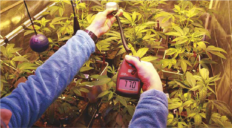 Освещение конопли