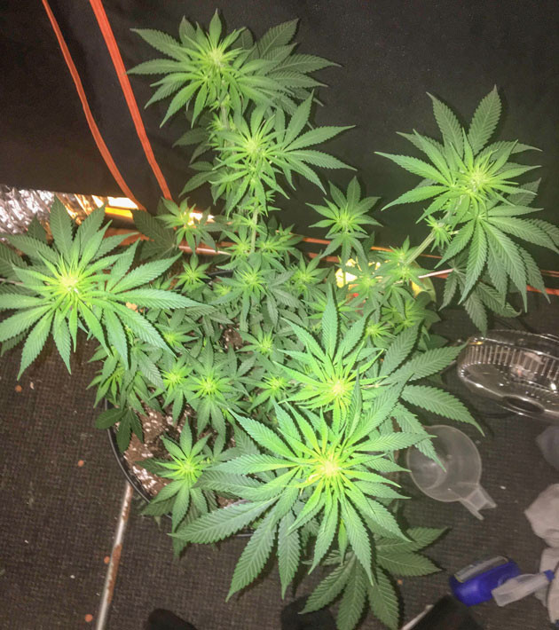 8 и 9 недели выращивания