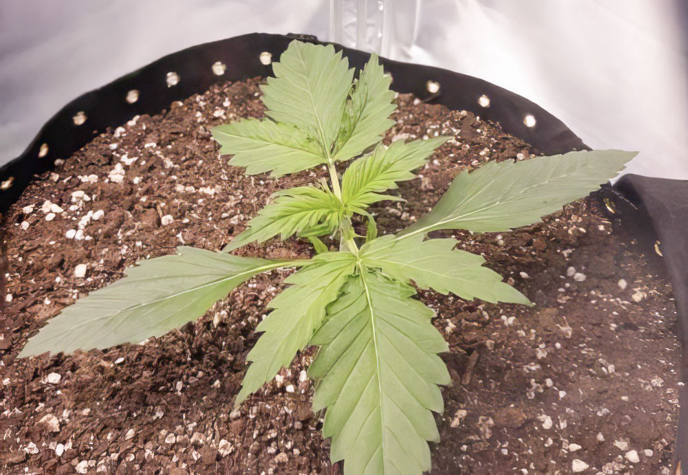 Куст на 8 день выращивания