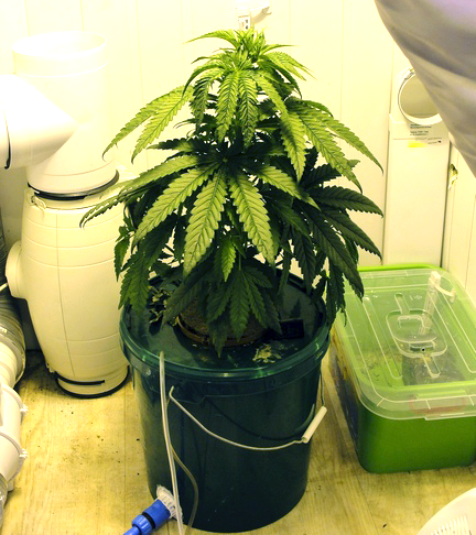 Конопля дома