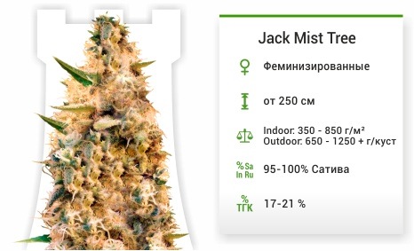описание сорта Jack Mist Tree