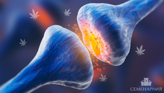 Каннабиноидные рецепторы