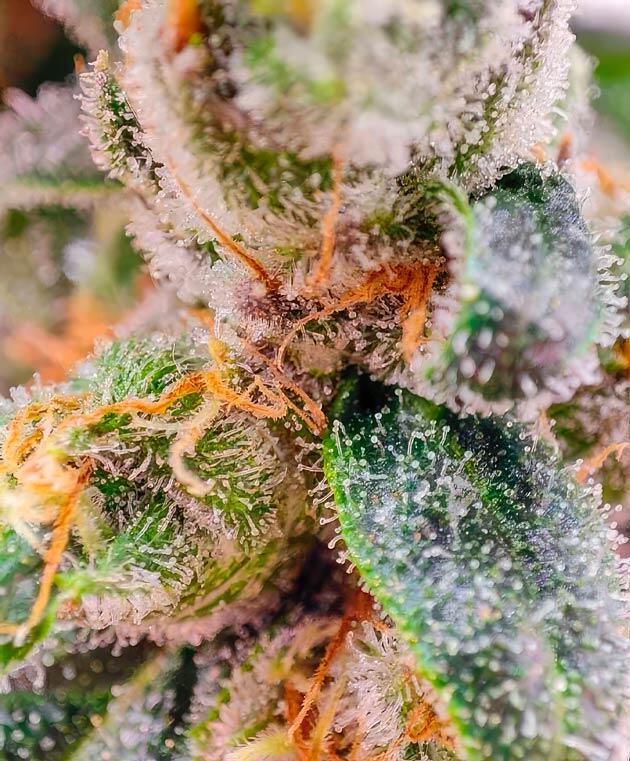 Куст Dozy Doz от AlphaFem Seeds на 17-19 неделе