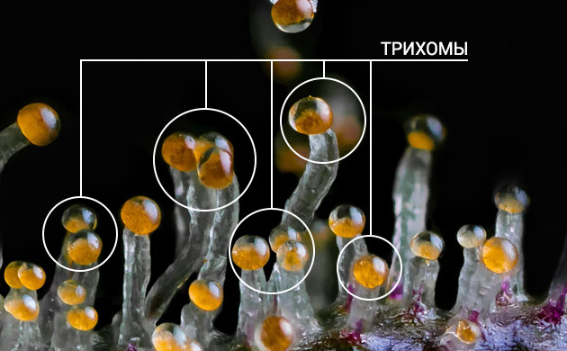 Трихомы конопли