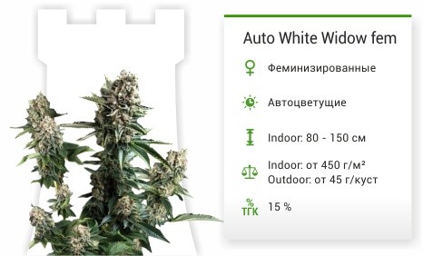 Auto White Widow от Pyramid Seeds