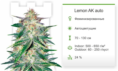 Lemon Ak Auto от FastBuds