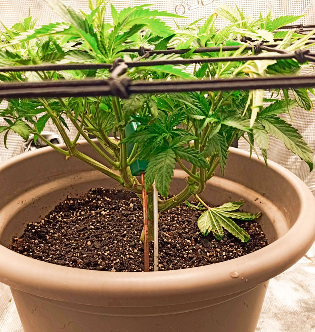 Куст Bruce Banner #3 от Herbies Seeds на стадии вегетации