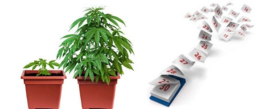 Долгий Жизненный цикл