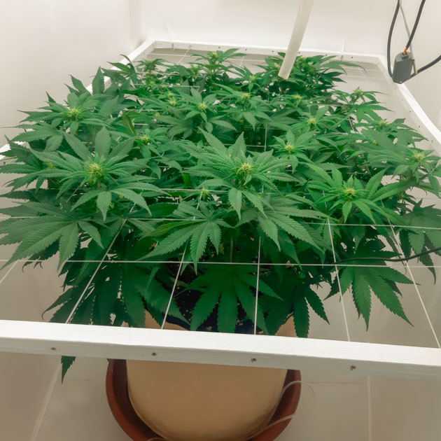 Куст Blackberry Moonrocks от AlphaFem Seeds на 11 неделе