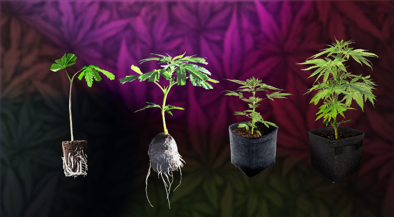 Клонирование автоцветущей марихуаны