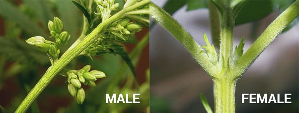 Пол растения конопли