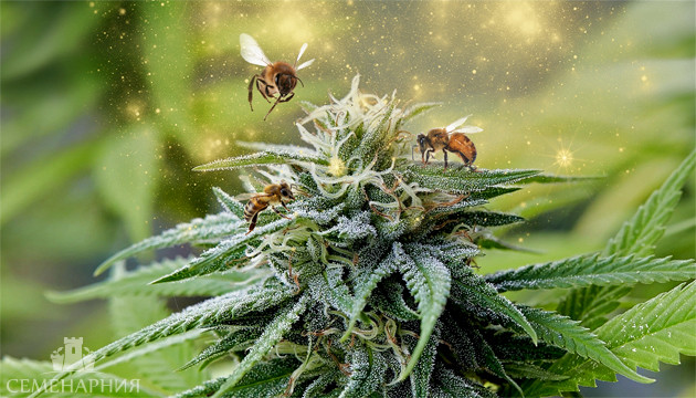 Опыление цветков конопли